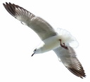 red billed seagull flying